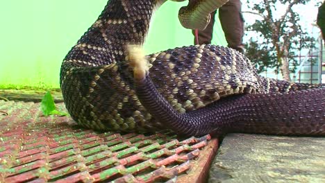 una serpiente de cascabel está preparada y lista para golpear a un hombre que se acerca
