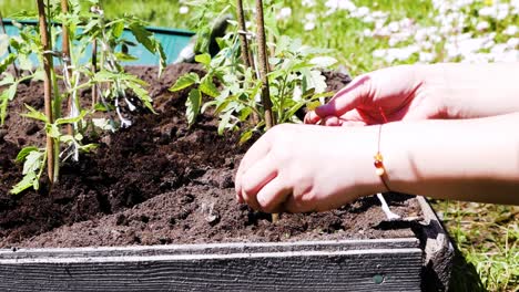 gardener ties up tomato plants to wooden sticks for support vertically closeup. farmer girl holds in hands string and ties up tomatoes with wooden stick