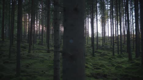 Pine-trees-and-mossy-forest-floor,-walking-shot