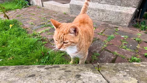 un gato rojo caminando por un sendero del jardín