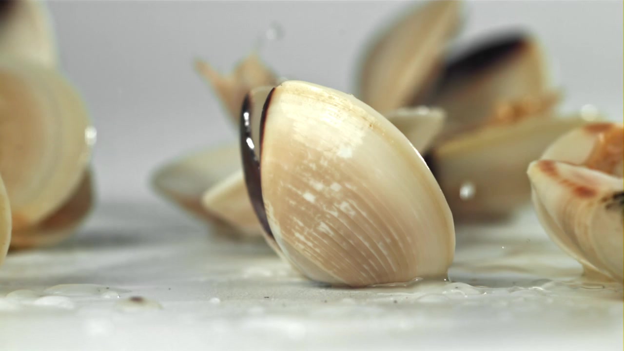 Fresh Clams Falling in Slow Motion onto a White Surface