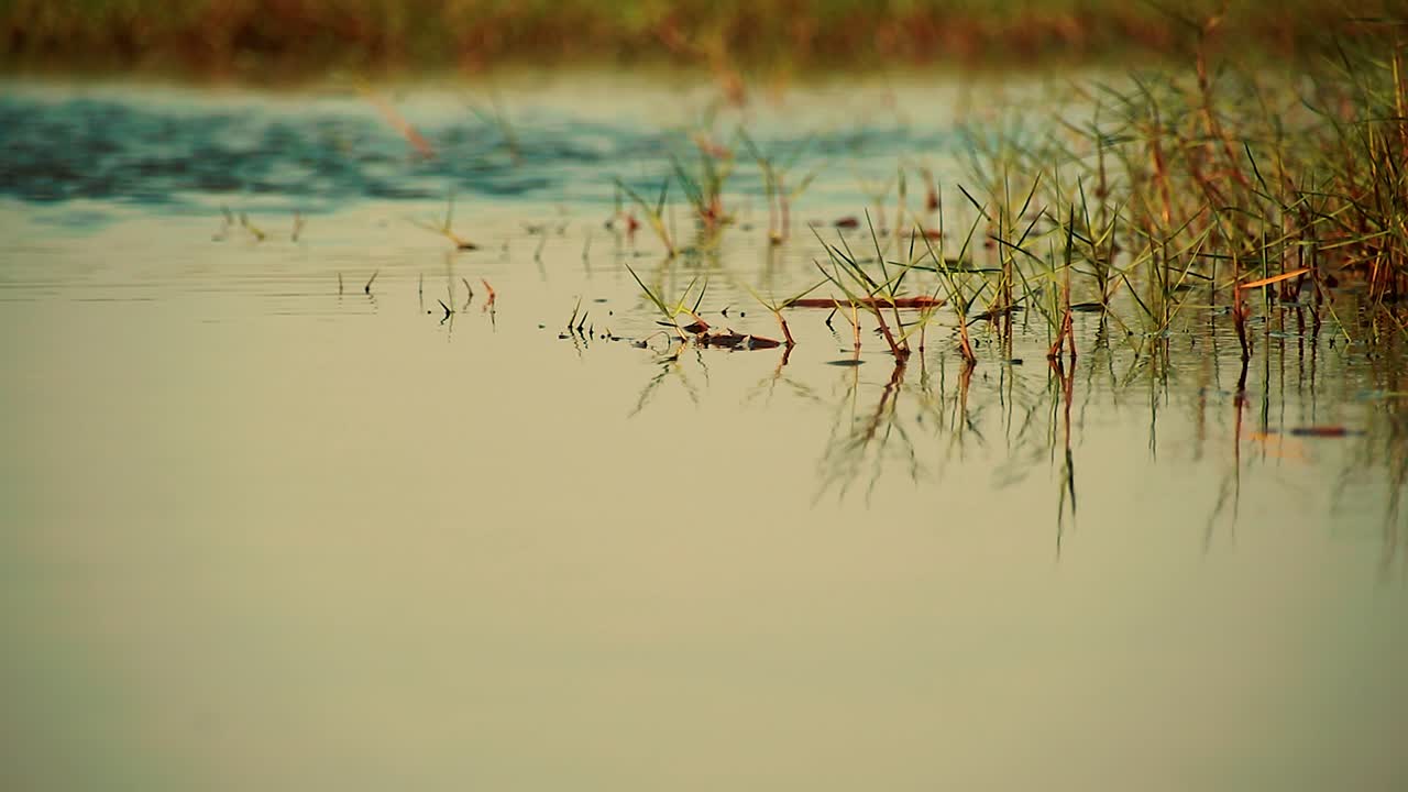 호수 표면 에 자라는 풀