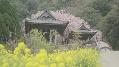 A-Japanese-temple-surrounded-by-flowers-during-the-cherry-blossom-season-in-Saga-Prefecture,-Kyushu,-Japan