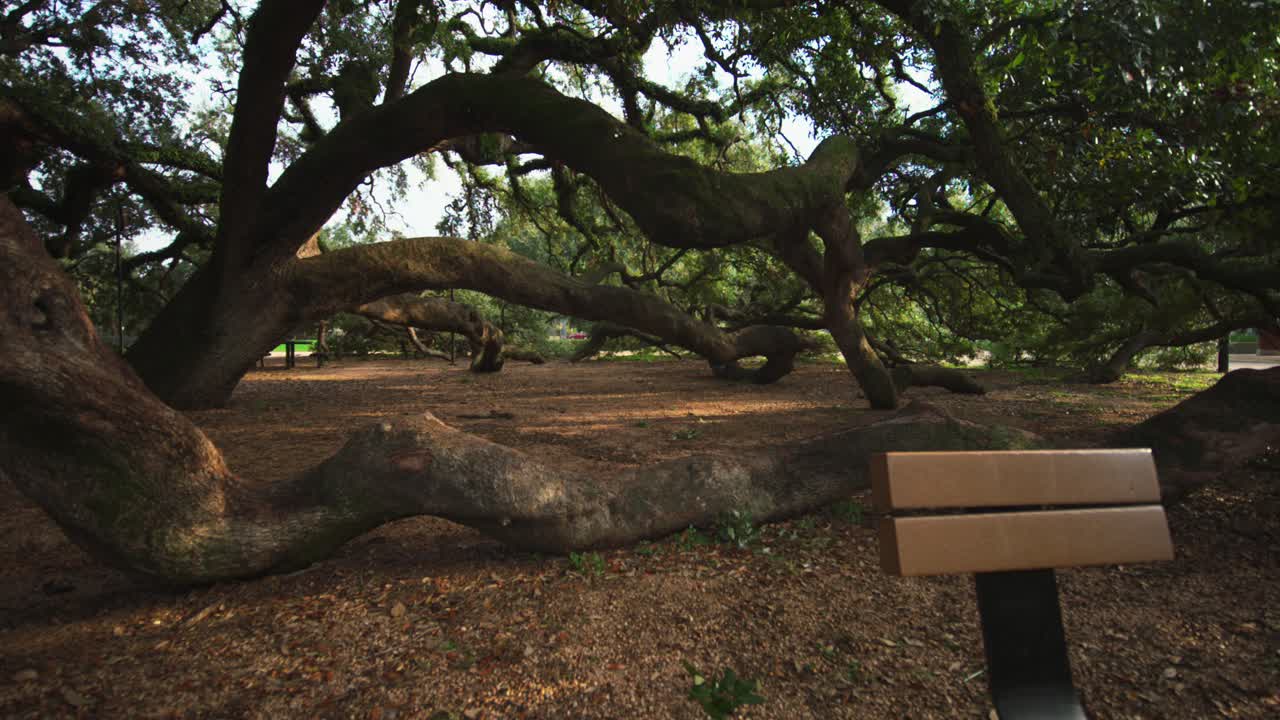 Giant Oak Trees and Picnic Table in Park