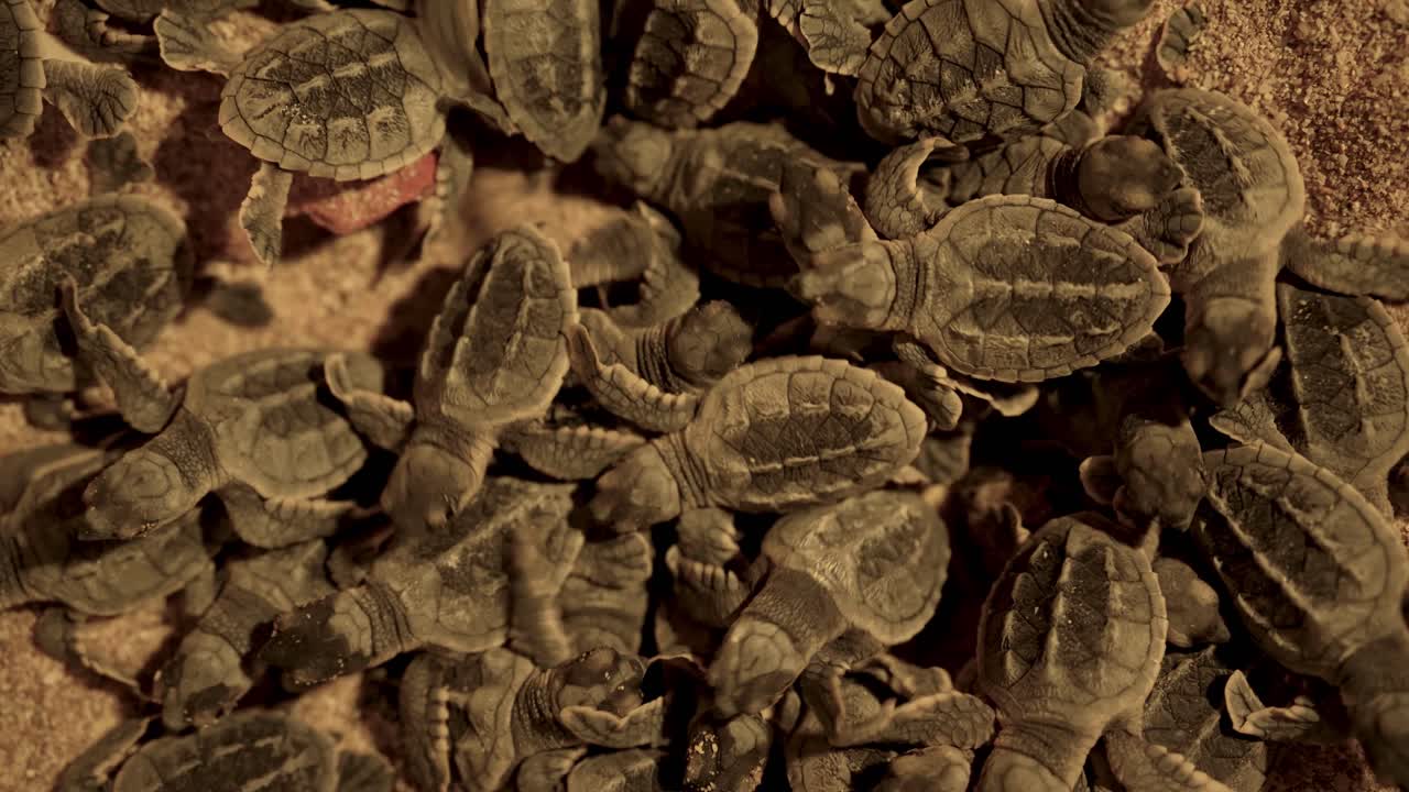 Baby sea turtle hawksbill species out egg sand beach night black tortoiseshell cute animal in Iran natural landscape birth wildlife nature crawl ocean survival dawn flippers protected coastal darkness