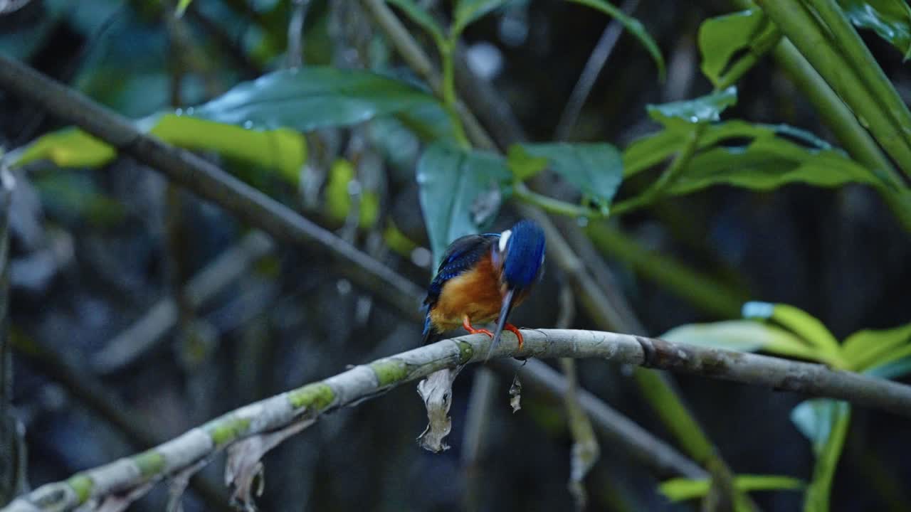 Male Blue-eared kingfisher Bird On A Small Branch. Close-up Shot