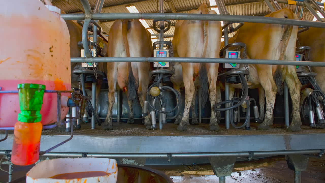 Milking machine used on dairy cattle on rotating platform near mastitis teat dip
