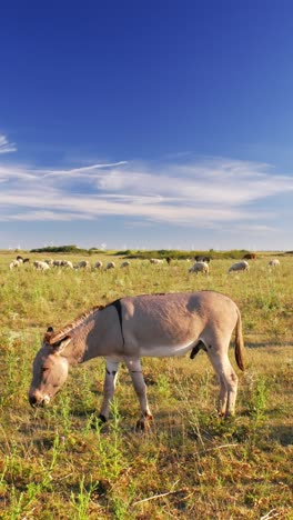 serene summer day where donkeys peacefully graze on a lush green pasture