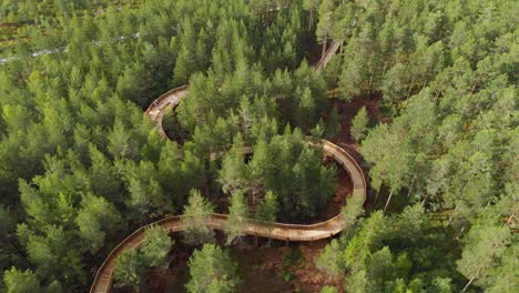 Top-View-Of-Elevated-Walking-Trail-Amongst-Pine-Tree-Forest-In-Hamaren,-Fyresdal,-Telemark,-Norway