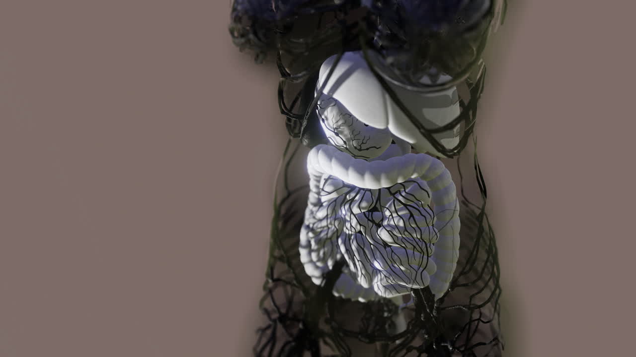 Human digestive system anatomy with visible internal structures