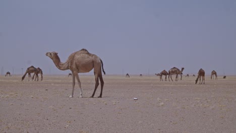 a caravan of camels grazing in the desert a herd of camels eating grass and moving around in the desert