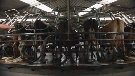 carousel rotating with cows being milked in milking parlour, timelapse