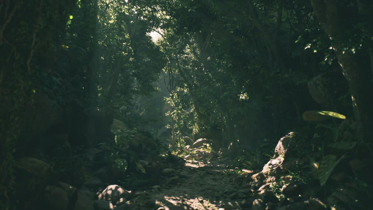un camino a través de un denso y exuberante bosque tropical