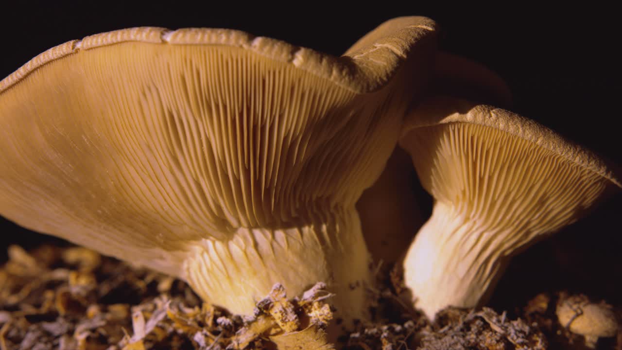 Right to left slow pan sunset close up shot of edible mushrooms isolated on black background
