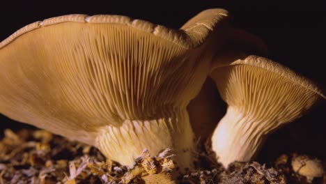 right to left slow pan sunset close up shot of edible mushrooms isolated on black background