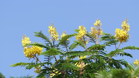 beautiful yellow flowers and green leaves of golden yellow poinciana, peltophorum dubium swaying in the summer breeze against cloudless blue sky, close up shot at daytime