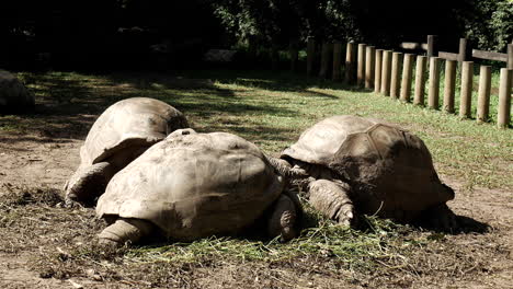 Familia-De-Tortugas-Relajándose-En-El-Zoológico-En-Un-Día-Soleado-Y-Perezoso,-Toma-Estática-De-Primer-Plano