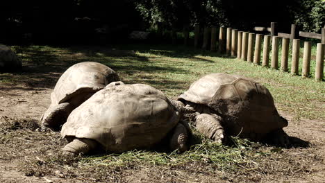 family of turtle relaxing in zoo on sunny lazy day,static close up shot