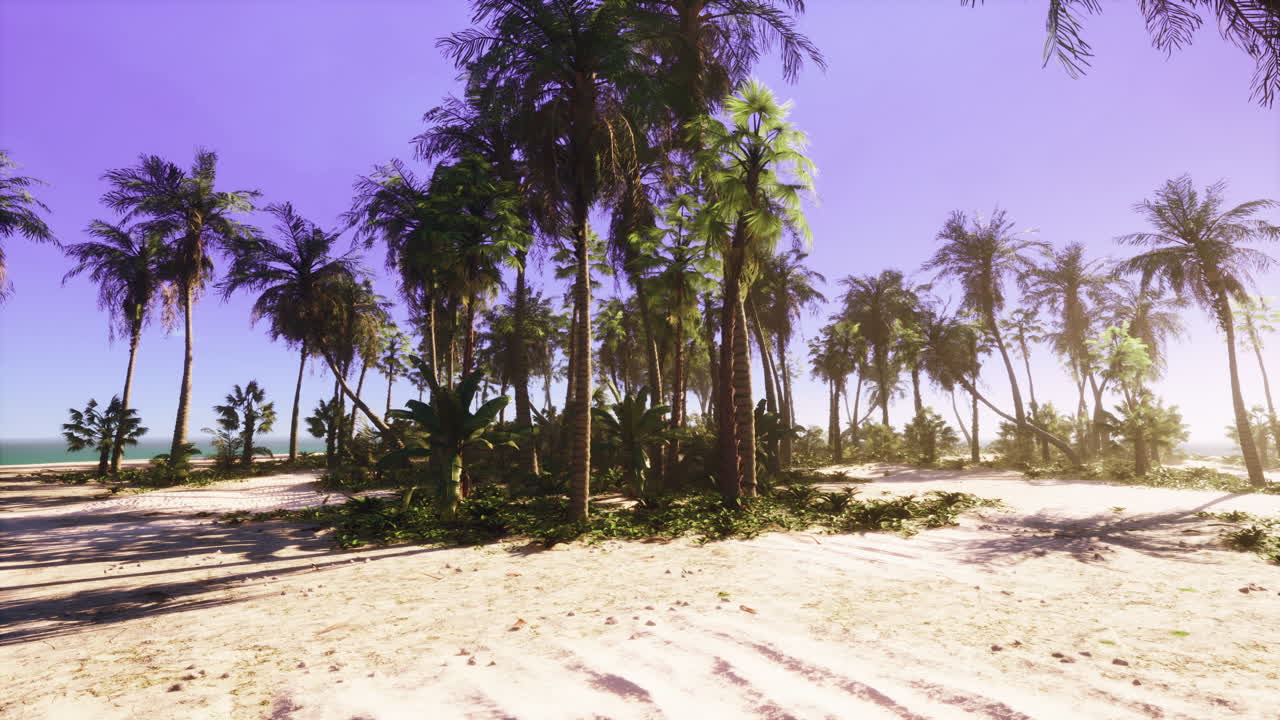 Tropical Beach with Palm Trees