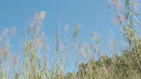 long wild tropical grass with blue sky and jungle behind