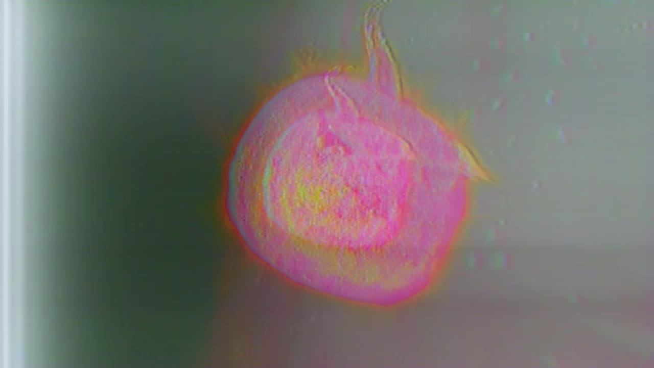 halloween pumpkin jack o' lantern 3d animation in retro VHS style