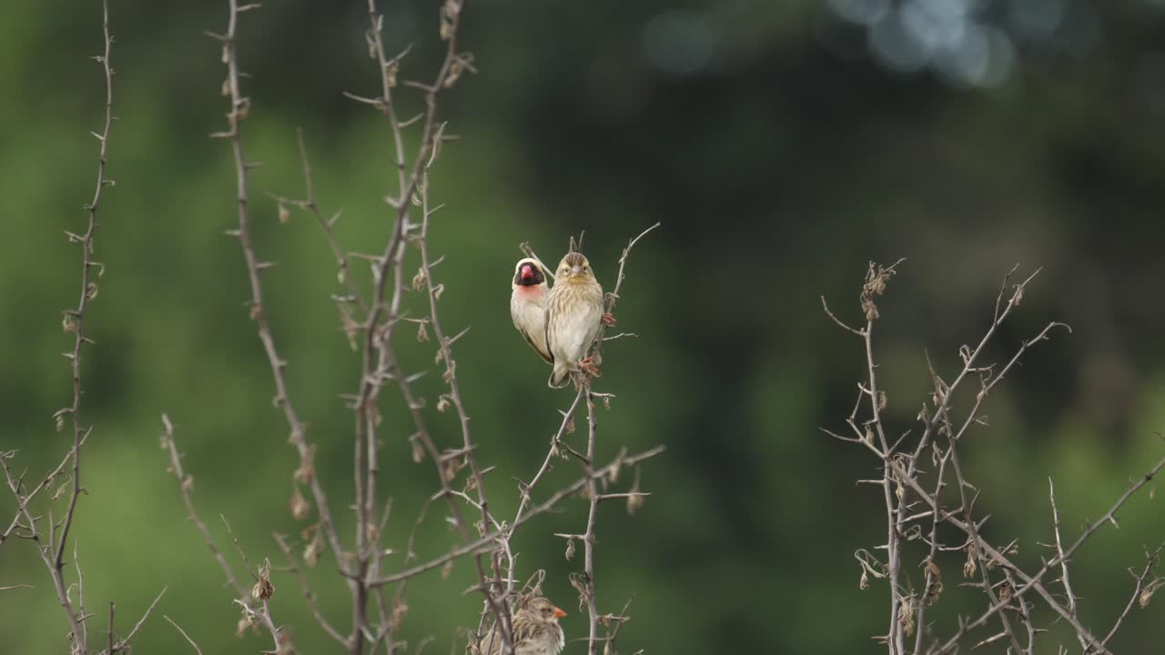 붉은 부리 quelea 새가 뾰족한 가시나무 덤불 주위를 날아다닙니다.