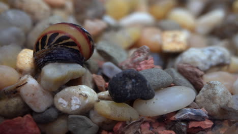 Racer-snail-moves-slowly-across-aquarium-gravel