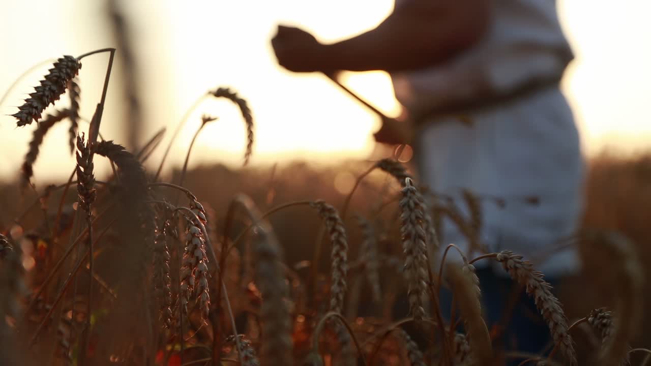 A man mows a golden wheat