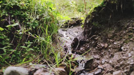 Pequeño-Arroyo-Corriendo-En-Un-Bosque-Verde-Por-La-Mañana