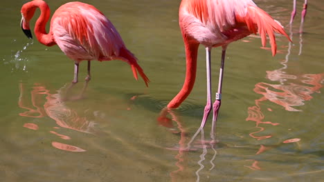 Flamencos-Caminando-Vadeando-El-Agua-En-El-Lago-Es-Un-Hermoso-Animal-Salvaje