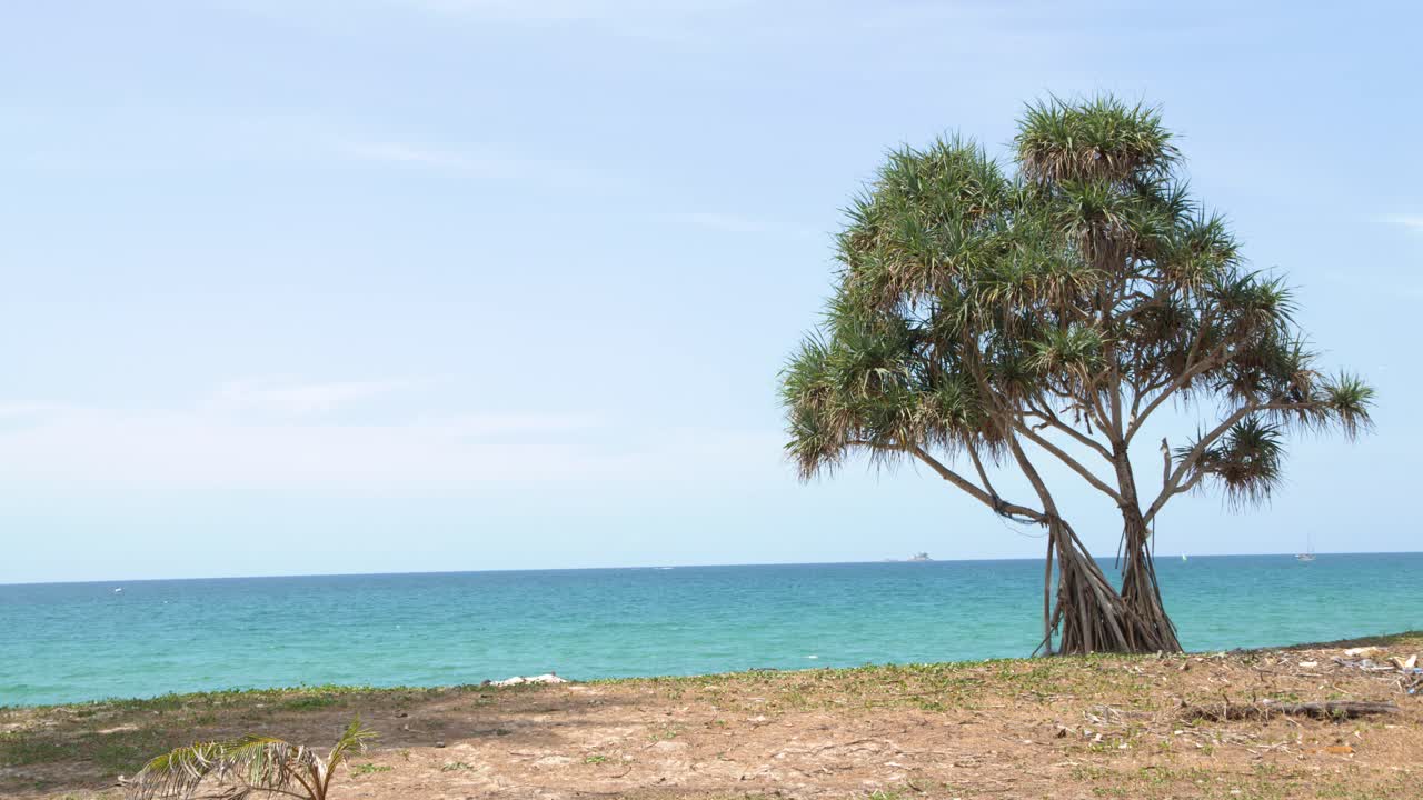 Static wide shot of a pandanus tree against a turquoise ocean under bright daylight