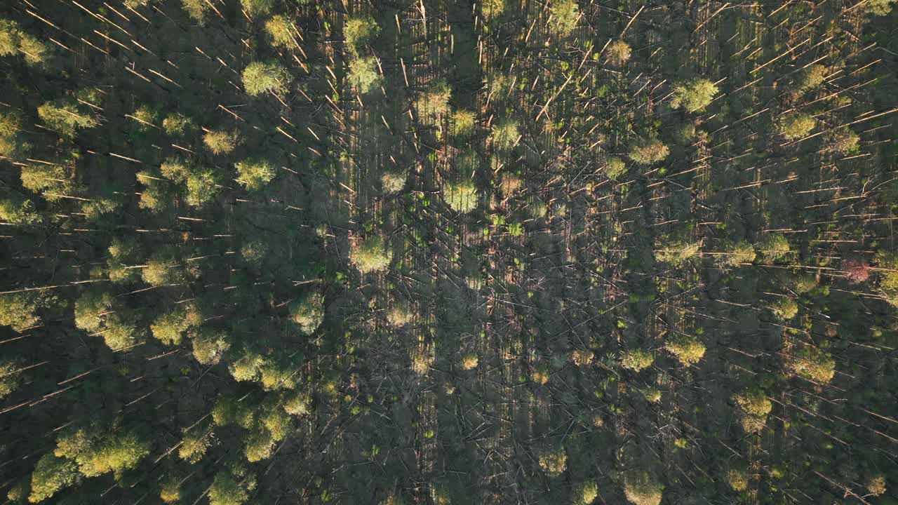 Aerial top view of Environmental disaster in Argentine forest, deforestation awareness