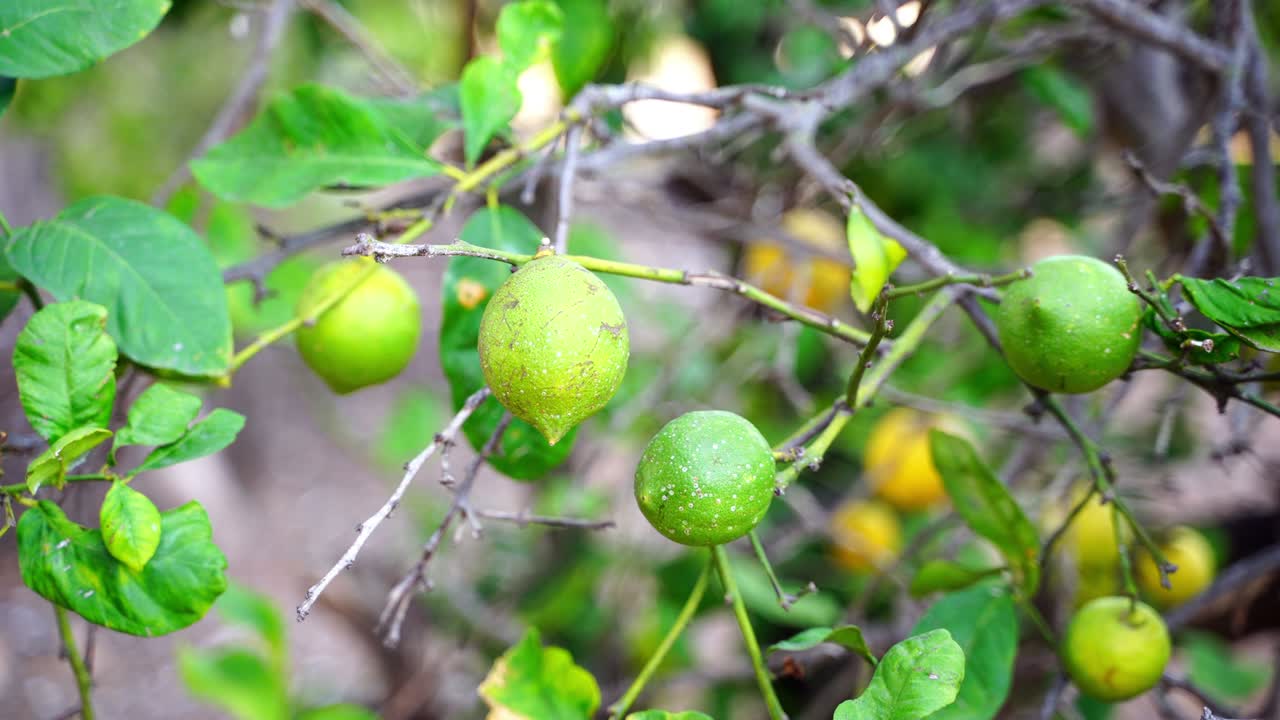 frutos en el árbol de limón listos para ser cosechados