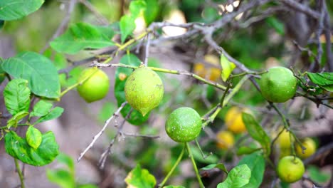 fruits on lemon tree ready to be harvested