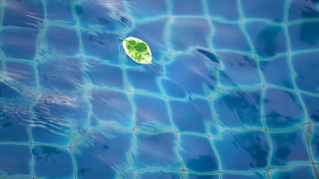 Leaf floating in the pool top view