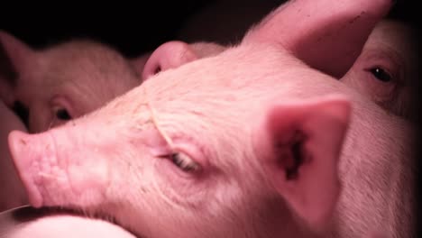 close-up of pigs