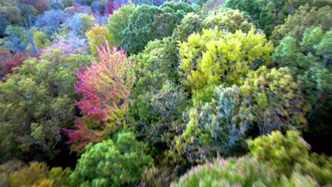 Herbst--Und-Herbstblattfarbe-In-Der-Nähe-Von-Banner-Elk-NC,-North-Carolina