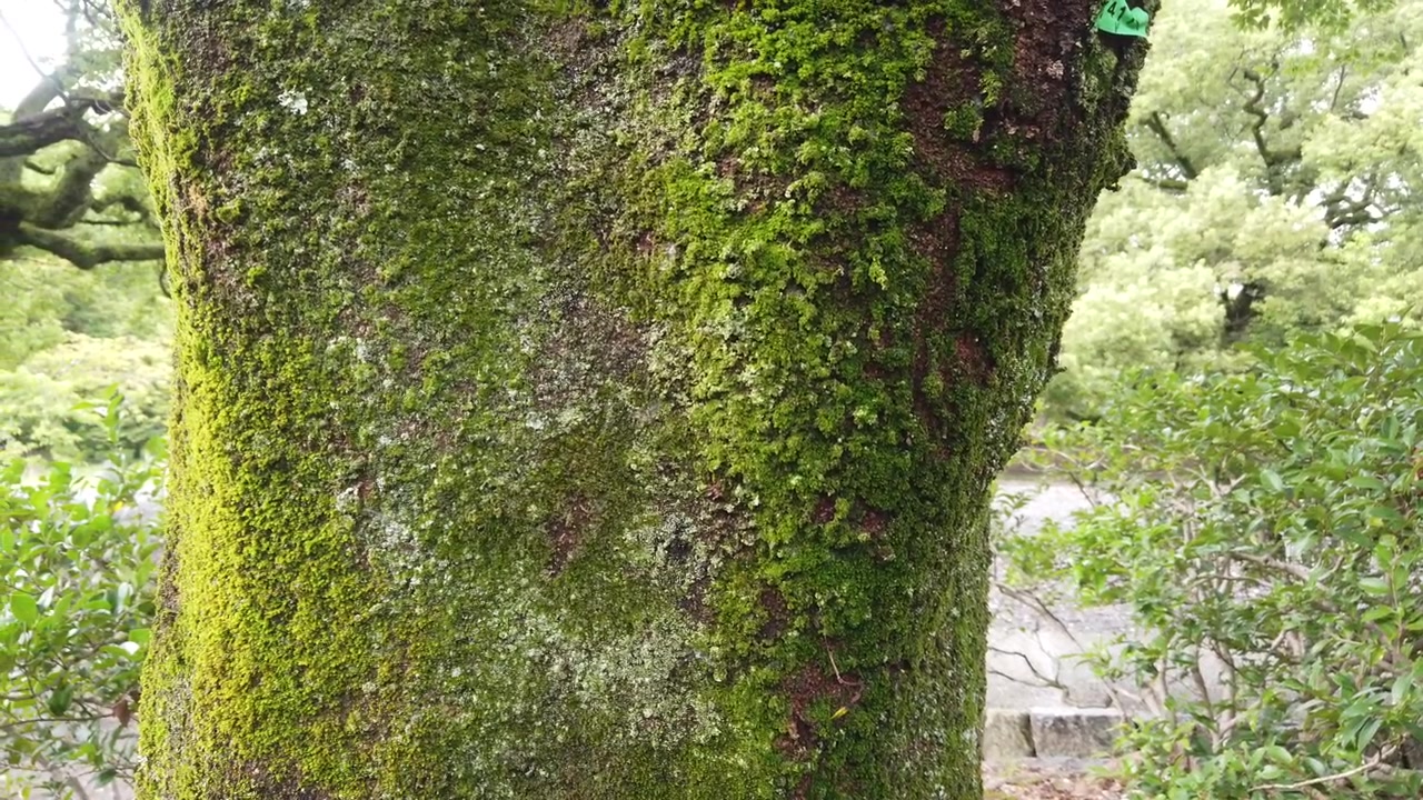 Primo piano della texture di un tronco d'albero ricoperto di muschio in un tradizionale giardino giapponese