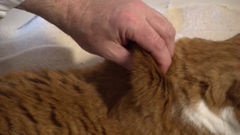 demonstrating how to give an insulin shot to a cat