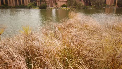 gimbal shot booming up from golden grass to palace of fine arts in san francisco, california