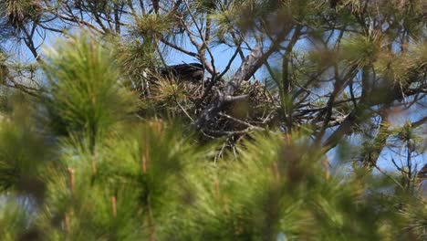 Large-baby-eaglet-popping-up-in-an-eagle-nest-showing-how-deep-a-Bald-Eagle-nest-can-be