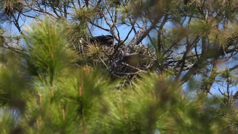 large baby eaglet popping up in an eagle nest showing how deep a bald eagle nest can be