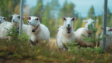 a flock of sheep stands behind the electric fence curiously observing the surroundings