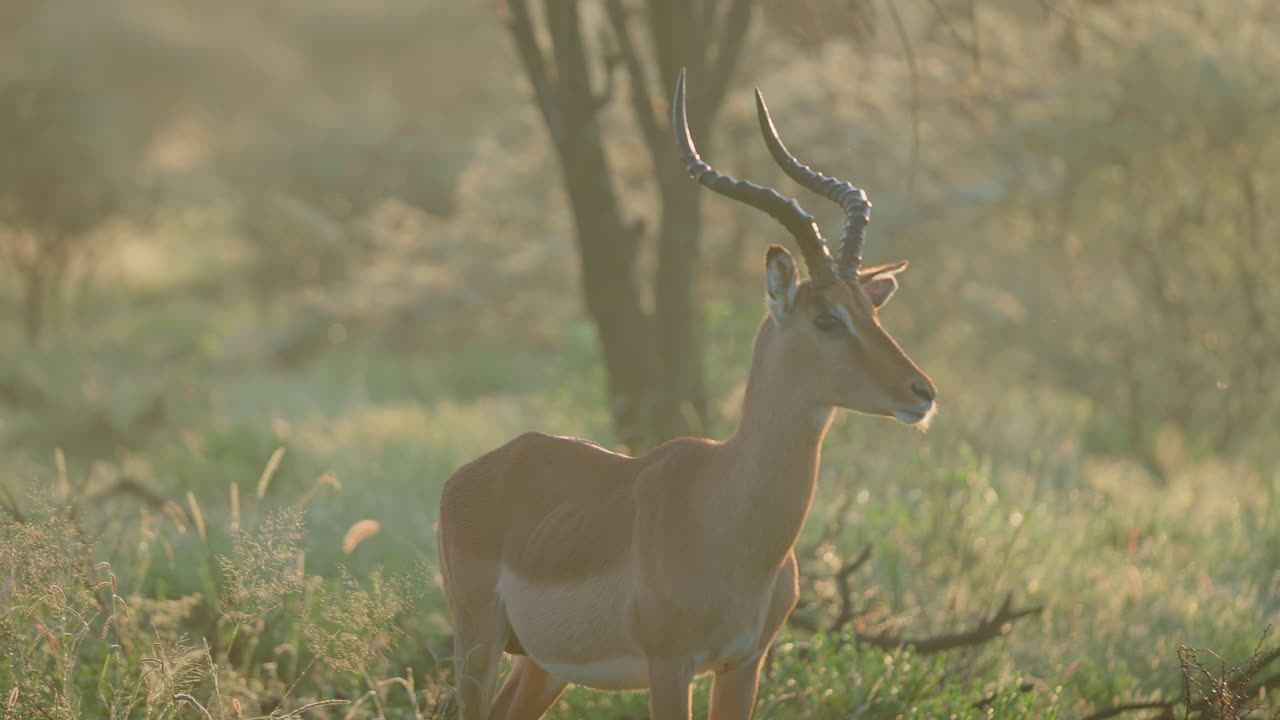 Impala in the Morning Light