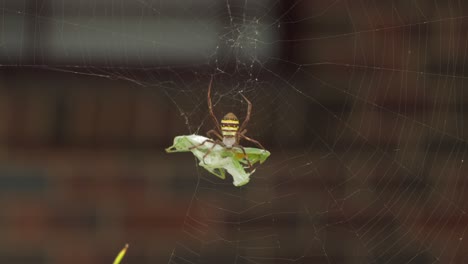 st andrew's cross female spider holding onto praying mantis caught in web daytime windy sunny australia victoria gippsland maffra wide shot