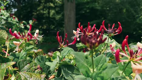 beautiful red honeysuckle flowers in a garden