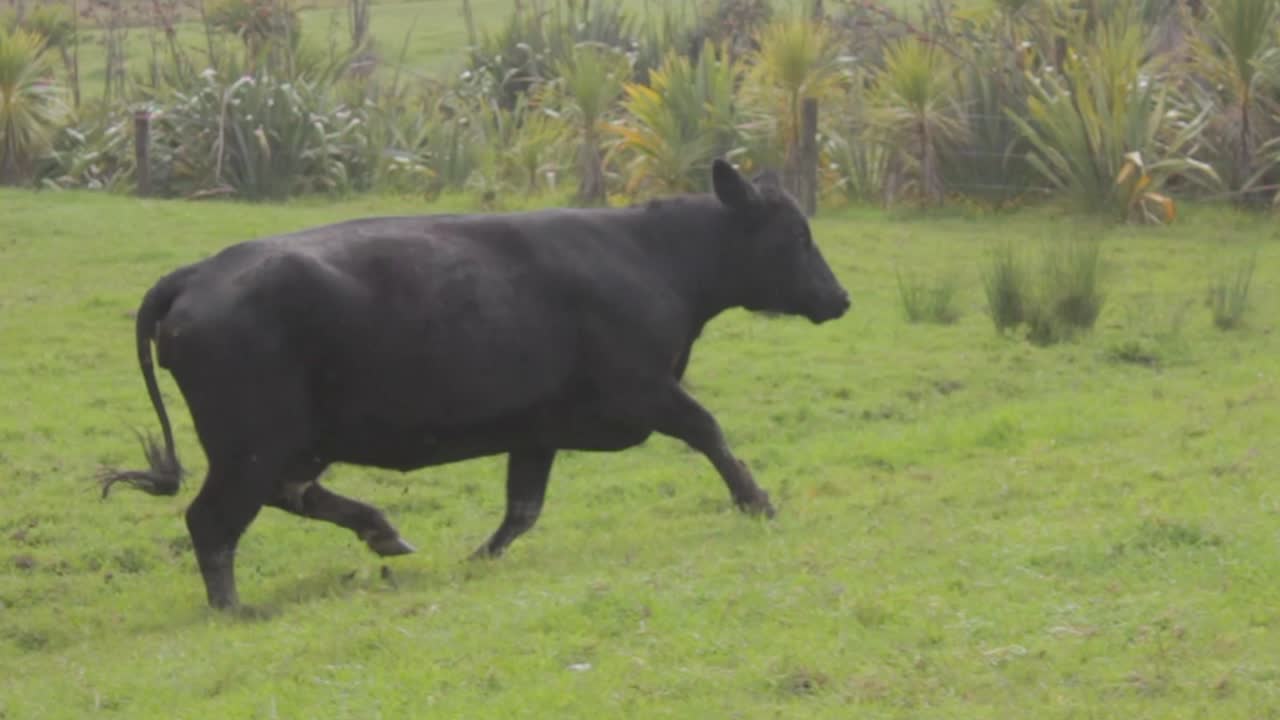 una vaca negra corre en un campo filmada en cámara lenta desde un auto