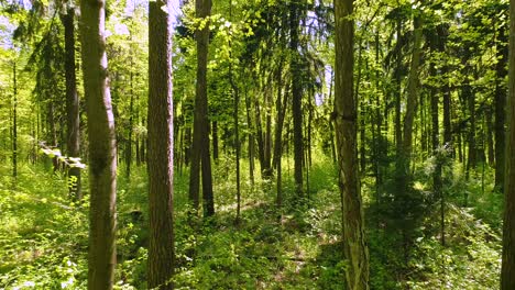 Flying-between-the-trees-in-the-spring-forest.