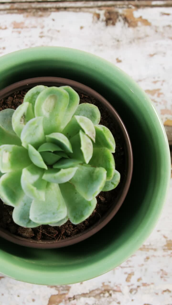 Close-up of pot plant