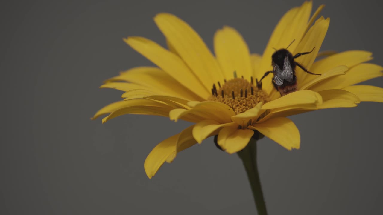 una abeja obrera en una flor amarilla, polinización, detalle extremo de cerca
